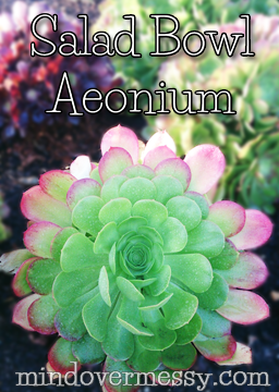 Salad Bowl Aeonium. Succulent plant that looks like a flower.