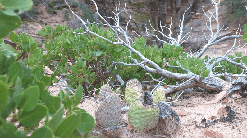 too old to pee behind a bush?