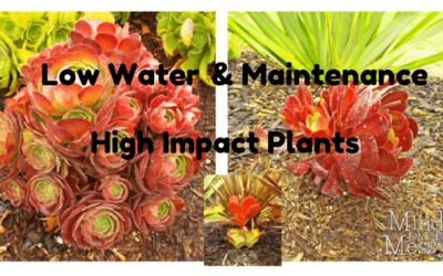 Low Water, Low Maintenance Plants with High Impact