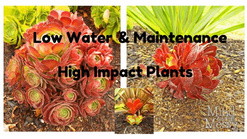 Low Water, Low Maintenance Plants with High Impact