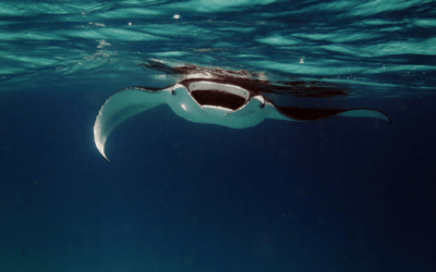 Night Snorkel with Mantra Rays on the Big Island – Is It Too Scary for Kids?