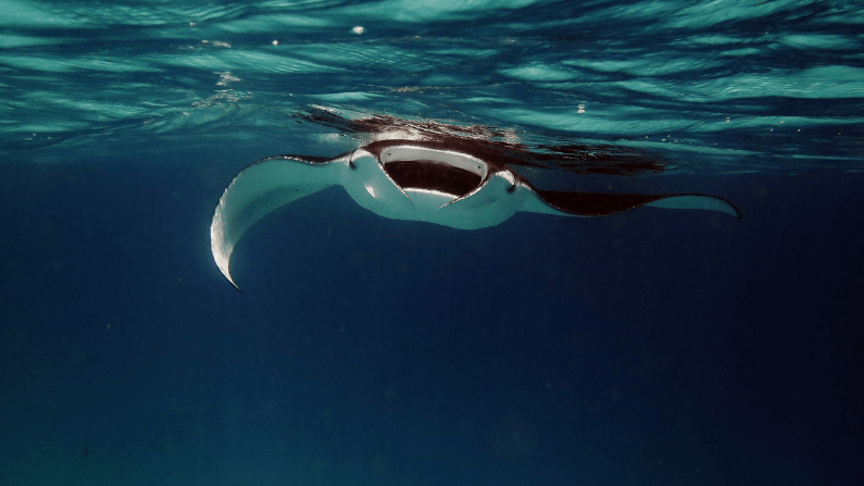 Night Snorkel with Mantra Rays on the Big Island – Is It Too Scary for Kids?