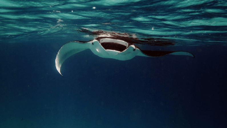 night snorkel